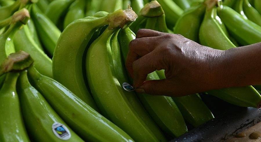 Banano sostenible, sustainable banana, bananeros, Agricultura Sostenible