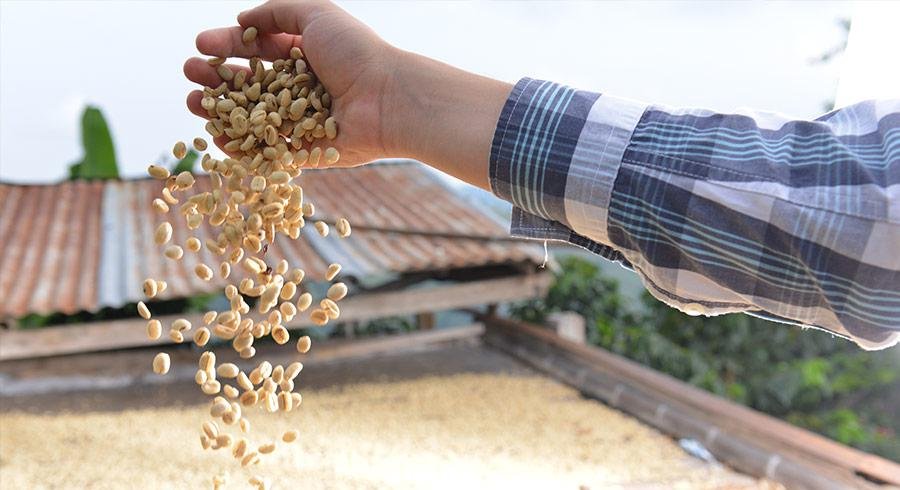 Café sostenible, café certificado, sostenibilidad, certified coffee, solidaridad, Agricultura Sostenible